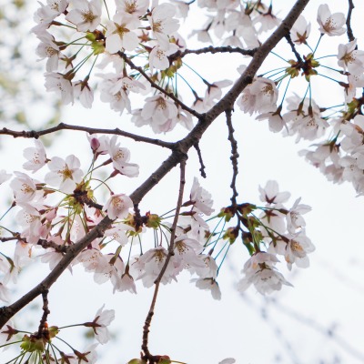 ветка цветение весна цветки вишня