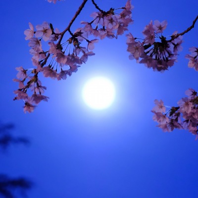 луна ветка цветение
