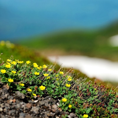 растения природа весна цветы желтые цветы холм