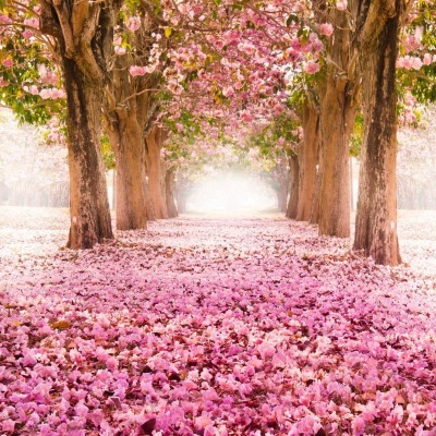 цветение весна аллея розовый