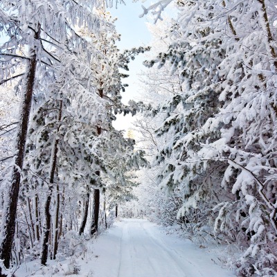 дорога снег лес зима