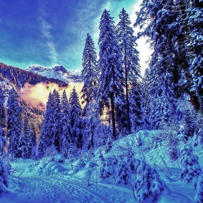 природа зима деревья снег