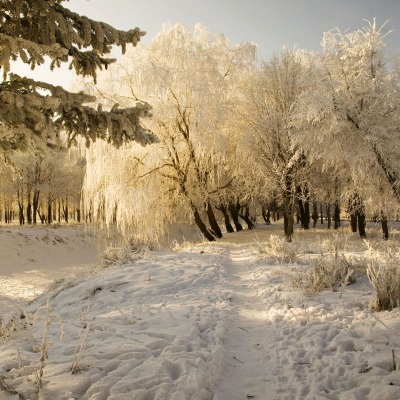снег зима деревья