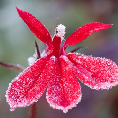 цветок иней снег зима мороз