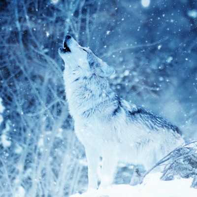 природа зима снег животное волк вой лес